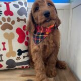 Baker Miniature Goldendoodle 03