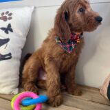 Baker Miniature Goldendoodle 04