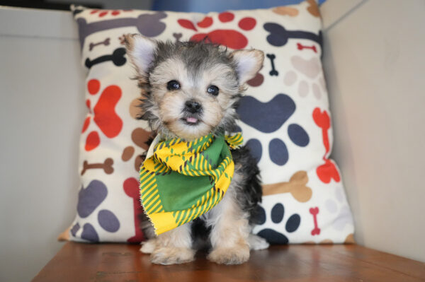 Baltazar Morkie 01