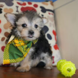 Baltazar Morkie 03