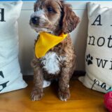 Bond Goldendoodle 02