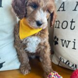 Bond Goldendoodle 03