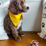 Bond Goldendoodle 04