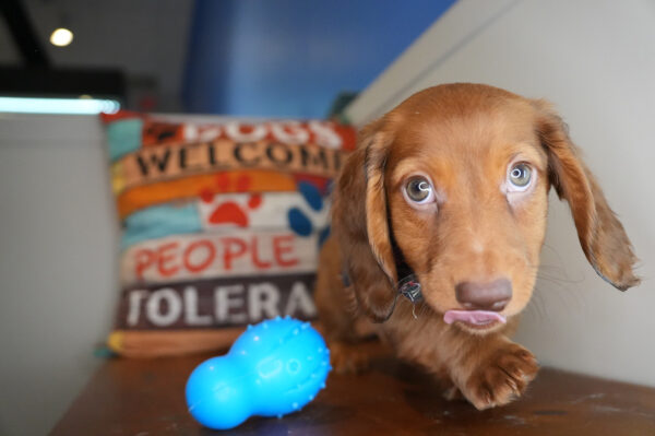 Bracken Miniature Dachshund 01