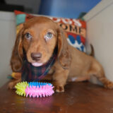 Bracken Miniature Dachshund 02