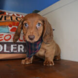 Bracken Miniature Dachshund 03