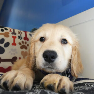 Brette Golden Retriever 01