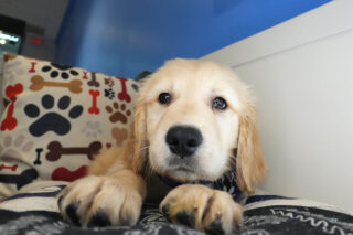 Brette Golden Retriever 01