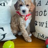 Buddy Goldendoodle 01