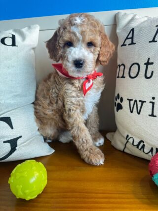 Buddy Goldendoodle 01