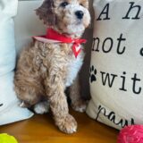 Buddy Goldendoodle 02