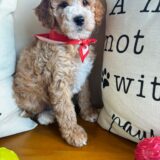 Buddy Goldendoodle 03