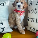 Buddy Goldendoodle 04