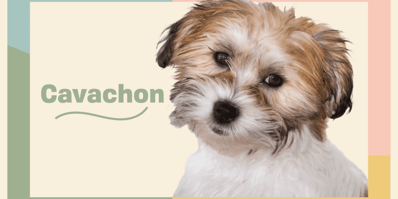 Cavachon: The Perfect Blend of Charm and Companionship