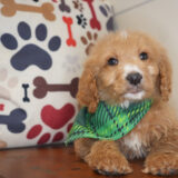 Cadeau - Goldendoodle 01