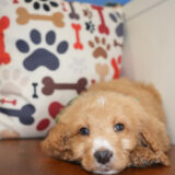 Cadeau - Goldendoodle 02