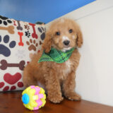 Cadeau - Goldendoodle 03