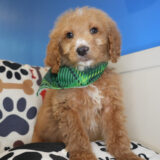 Cadeau - Goldendoodle 04