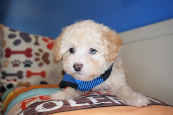 Carpenter Maltipoo 01