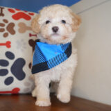 Carpenter Maltipoo 02