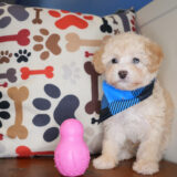 Carpenter Maltipoo 03