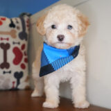 Carpenter Maltipoo 04