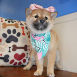 Cheems Shiba Inu 01