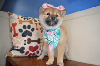 Cheems Shiba Inu 01