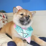 Cheems Shiba Inu 02