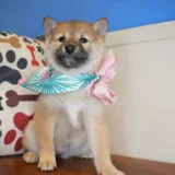 Cheems Shiba Inu 03