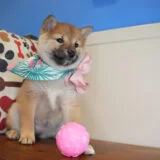 Cheems Shiba Inu 04