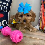 Chloe Cavapoo 04