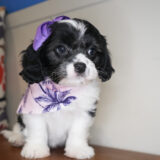 CindyLou Cavachon 01