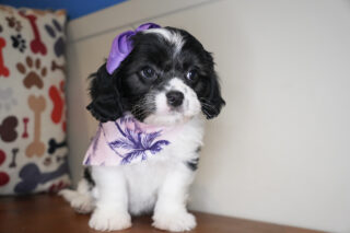 CindyLou Cavachon 01