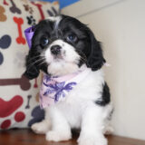 CindyLou Cavachon 03