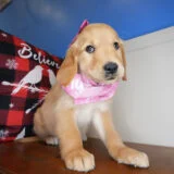 Claramae Golden Retriever 02