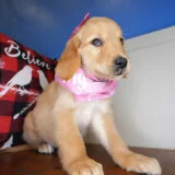 Claramae Golden Retriever 03