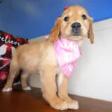 Claramae Golden Retriever 04