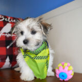 Clark Morkie 03