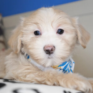 Cole Maltipoo 01