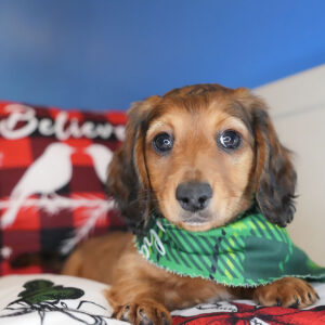 Crown Miniature Dachshund 01