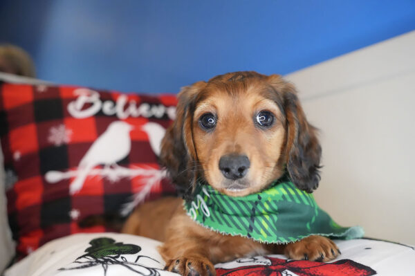 Crown Miniature Dachshund 01