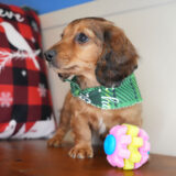 Crown Miniature Dachshund 03