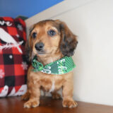 Crown Miniature Dachshund 04