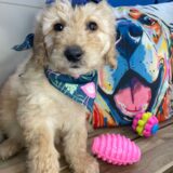 Cuky Goldendoodle 01