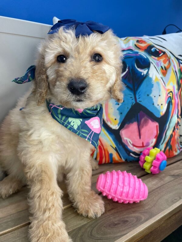 Cuky Goldendoodle 01