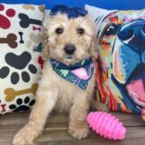 Cuky Goldendoodle 02