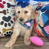 Cuky Goldendoodle 03