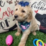 Cuky Goldendoodle 04