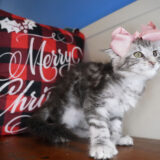 Daisy Maine Coon 04